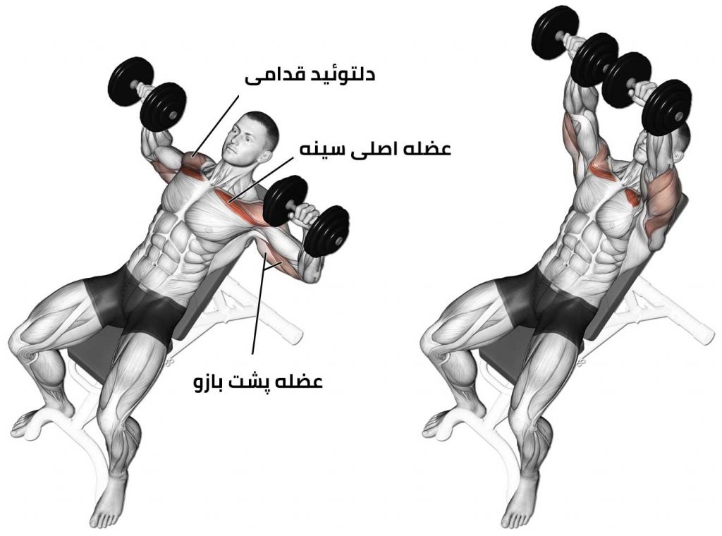 چگونه عضلات سینه حجیم و خوش فرمی داشته باشیم + 12 تمرین