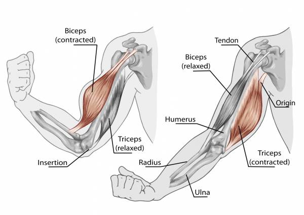 چگونه عضلات جلو بازو و پشت بازو حجیم و زیبا داشته باشیم