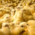 چگونه | بهترین آموزش ها برای انجام هر کاری