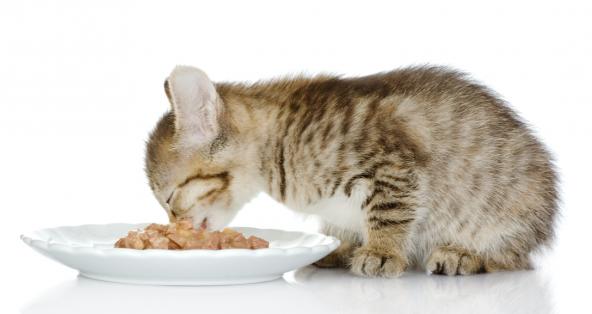 چگونه به بچه گربه ها غذا بدهیم + انواع، مقدار و وقت غذا دادن
